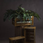 Fern Bunch - Rogey