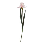 The Natural Garden Collection Pale Pink Fringed Iris - Rogey