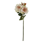 The Natural Garden Collection Palest Blush Tea Rose - Rogey