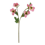 The Natural Garden Collection Pink Varigated Hellibore - Rogey